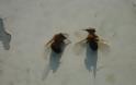 Οι μελισσοκόμοι λέμε ΟΧΙ στα ραντίσματα - Φωτογραφία 5