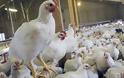 Κινδυνεύουμε από νέο ιό γρίπης των πτηνών;