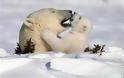 VIDEO: Πολική αρκούδα βοηθά το μωρό της να ανέβει στον πάγο