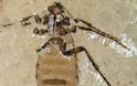 Βρέθηκε σκελετός εντόμου ηλικίας 365 εκατομμυρίων ετών