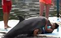 VIDEO:  Δείτε τι κάνει το δελφίνι στην κοπέλα...