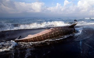ΔΕΙΤΕ: Άδοξο τέλος για το μεγαλύτερο ψάρι στον κόσμο - Φωτογραφία 1