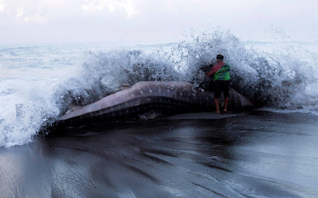 ΔΕΙΤΕ: Άδοξο τέλος για το μεγαλύτερο ψάρι στον κόσμο - Φωτογραφία 2