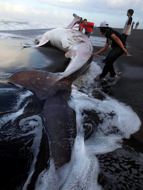 ΔΕΙΤΕ: Άδοξο τέλος για το μεγαλύτερο ψάρι στον κόσμο - Φωτογραφία 4
