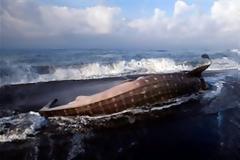 ΔΕΙΤΕ: Άδοξο τέλος για το μεγαλύτερο ψάρι στον κόσμο