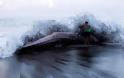 ΔΕΙΤΕ: Άδοξο τέλος για το μεγαλύτερο ψάρι στον κόσμο - Φωτογραφία 2