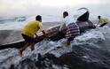 ΔΕΙΤΕ: Άδοξο τέλος για το μεγαλύτερο ψάρι στον κόσμο - Φωτογραφία 5