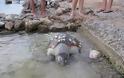 Τρεις νεκρές θαλάσσιες χελώνες σε μία εβδομάδα στη Σαλαμίνα
