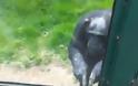 Απίστευτο βίντεο με πίθηκο να δείχνει σε άνθρωπο πως να αποδράσει!