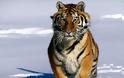 Τα ορυχεία γαιάνθρακα είναι η μεγαλύτερη απειλή για τις ινδικές τίγρεις