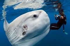 Ασυνήθιστο ψάρι…