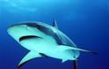 Η... δράση των καρχαριών στις ελληνικές θάλασσες