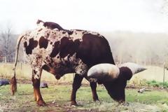 ΔΕΙΤΕ: Ο μεγαλύτερος κερατάς του κόσμου…