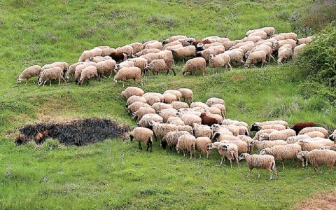 Κεραυνός σκότωσε 500 πρόβατα! - Φωτογραφία 2