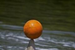 ΔΕΙΤΕ: Tο δελφίνι που λατρεύει να παίζει μπάσκετ!