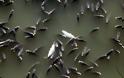 Δεκάδες νεκρά ψάρια εντοπίστηκαν στον Πηνειό