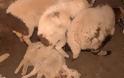 Eστία μόλυνσης τα 400 πρόβατα που κεραυνοβολήθηκαν στην Κόνιτσα!