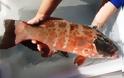 Απίστευτο: Ανιχνεύθηκε καρκίνος του δέρματος σε ψάρια για πρώτη φορά!