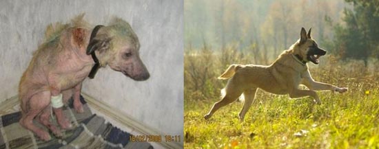 ΣΥΓΚΛΟΝΙΣΤΙΚΟ: Διάσωση ζώων... Πριν και μετά - Φωτογραφία 1