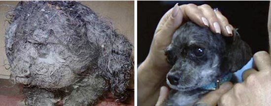 ΣΥΓΚΛΟΝΙΣΤΙΚΟ: Διάσωση ζώων... Πριν και μετά - Φωτογραφία 10