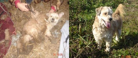 ΣΥΓΚΛΟΝΙΣΤΙΚΟ: Διάσωση ζώων... Πριν και μετά - Φωτογραφία 31
