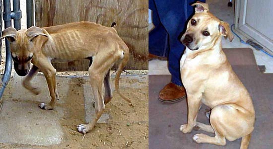 ΣΥΓΚΛΟΝΙΣΤΙΚΟ: Διάσωση ζώων... Πριν και μετά - Φωτογραφία 32