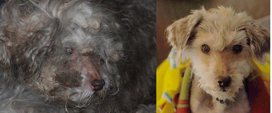 ΣΥΓΚΛΟΝΙΣΤΙΚΟ: Διάσωση ζώων... Πριν και μετά - Φωτογραφία 6
