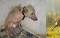ΣΥΓΚΛΟΝΙΣΤΙΚΟ: Διάσωση ζώων... Πριν και μετά