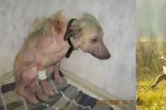 ΣΥΓΚΛΟΝΙΣΤΙΚΟ: Διάσωση ζώων... Πριν και μετά