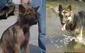 ΣΥΓΚΛΟΝΙΣΤΙΚΟ: Διάσωση ζώων... Πριν και μετά - Φωτογραφία 11