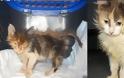 ΣΥΓΚΛΟΝΙΣΤΙΚΟ: Διάσωση ζώων... Πριν και μετά - Φωτογραφία 23