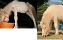 ΣΥΓΚΛΟΝΙΣΤΙΚΟ: Διάσωση ζώων... Πριν και μετά - Φωτογραφία 9