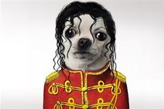 ΔΕΙΤΕ: Τετράποδες... διασημότητες