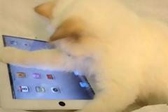 ΔΕΙΤΕ: Η γάτα με τις περισσότερς ανέσεις...