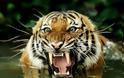 Ινδία: Οι τίγρεις απειλούνται από τα ορυχεία γαιάνθρακα
