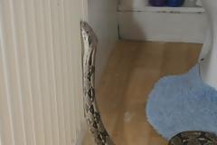 ΔΕΙΤΕ: Ένας βόας στο μπάνιο της