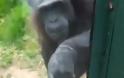 ΣΥΓΚΙΝΗΤΙΚΟ VIDEO: Χιμπατζής ζητά από επισκέπτες να τον ελευθερώσουν!