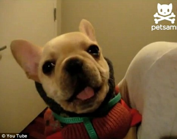 VIDEO: Το σκυλάκι που λέει σ' αγαπώ - Φωτογραφία 1