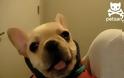 VIDEO: Το σκυλάκι που λέει σ' αγαπώ
