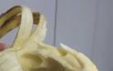 ΔΕΙΤΕ: Πως μια μπανάνα μπορεί να γίνει ένα απίστευτο... έργο τέχνης - Φωτογραφία 1