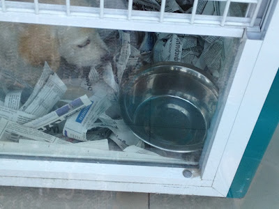 Σοβαρη καταγγελία με φωτογραφίες από αναγνώστρια για κατάστημα pet shop στην Γλυφάδα - Φωτογραφία 2