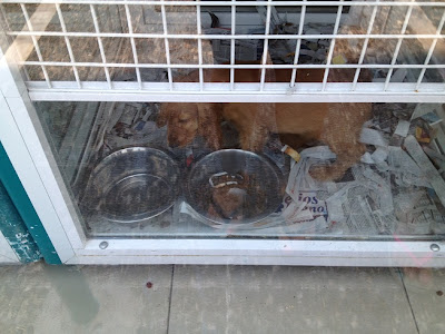 Σοβαρη καταγγελία με φωτογραφίες από αναγνώστρια για κατάστημα pet shop στην Γλυφάδα - Φωτογραφία 3
