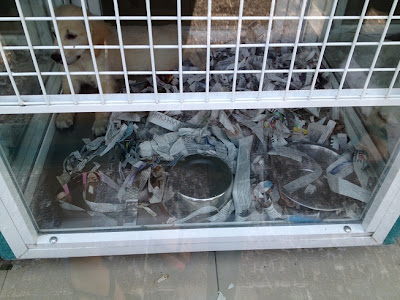 Σοβαρη καταγγελία με φωτογραφίες από αναγνώστρια για κατάστημα pet shop στην Γλυφάδα - Φωτογραφία 4