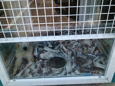 Σοβαρη καταγγελία με φωτογραφίες από αναγνώστρια για κατάστημα pet shop στην Γλυφάδα - Φωτογραφία 6