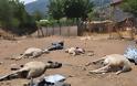 Αγέλη λύκων κατασπάραξε πρόβατα στην Κρήνη Τρικάλων