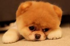 ΔΕΙΤΕ: Λυπημένα κουτάβια...