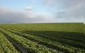 Η Τρ. Πειραιώς θα απελευθερώσει υποθηκευμένη αγροτική γη από την ΑΤΕ