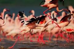 ΔΕΙΤΕ: Γη και ουρανός έγιναν… ροζ από τα φλαμίνγο!