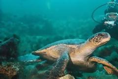 ΔΕΙΤΕ: Oι 10 πιο εντυπωσιακοί προορισμοί για καταδύσεις ανά τον κόσμο