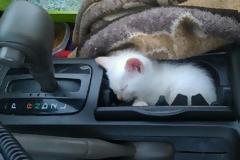 ΔΕΙΤΕ EINAI ΞΕΚΑΡΔΙΣΤΙΚΟ: Γάτες στα πιο παράξενα μέρη